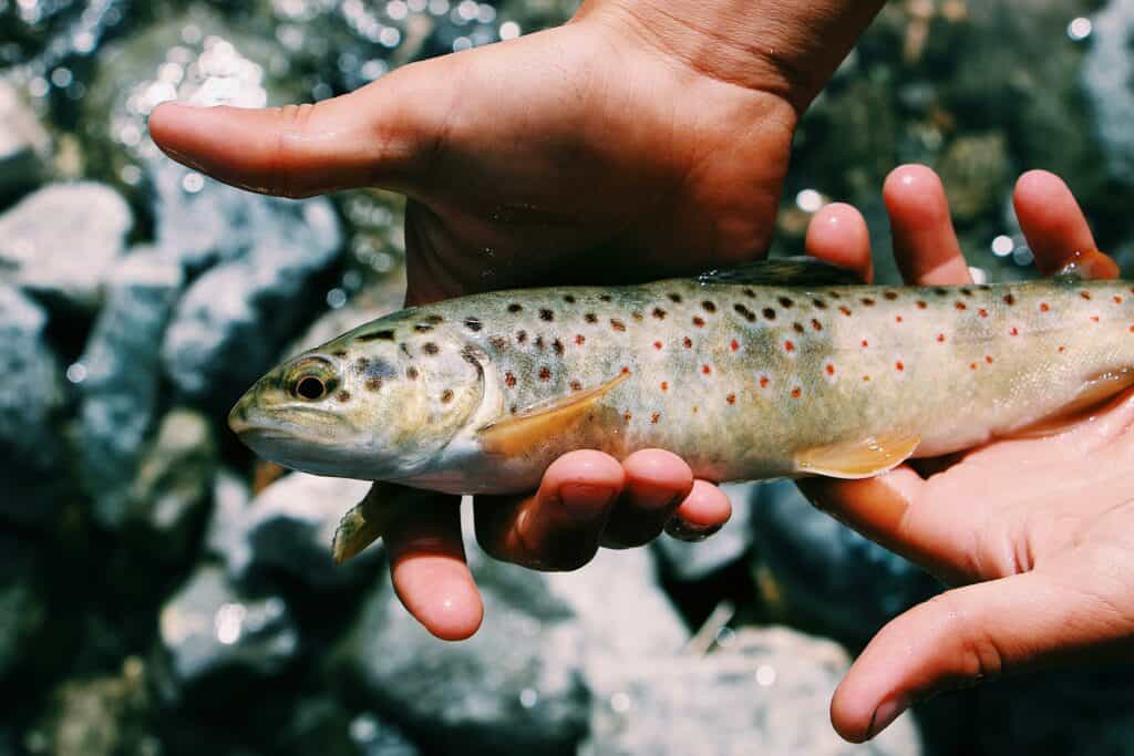維生素 D3 的主要來源為魚類等動物性來源